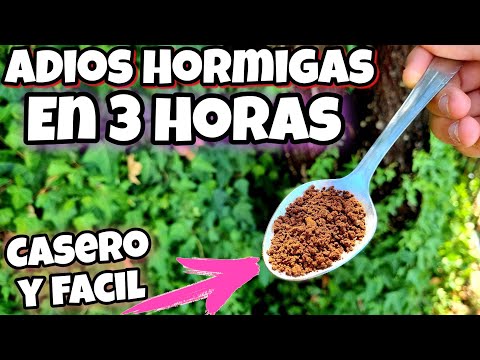 Video: Hormigas rojas: ¿cómo derrotar a las plagas?