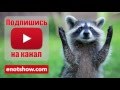 Круче котиков могут быть только енотики! [ENOT SHOW]