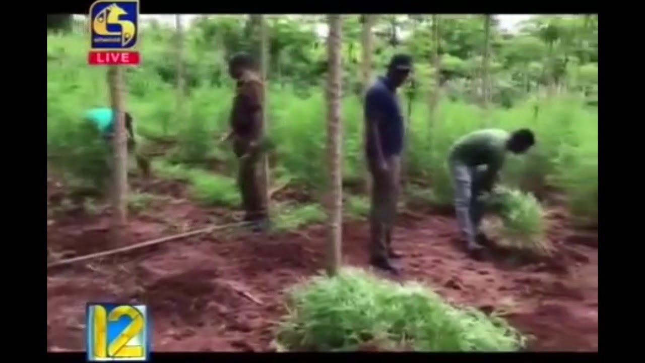 රු. ලක්ෂ 15 අධික වටිනාකමකින් යුතු කංසා වගාවක් ඇඹිලිපිටිය සුරාබදු නිලධාරීන් විසින් වටලයි.