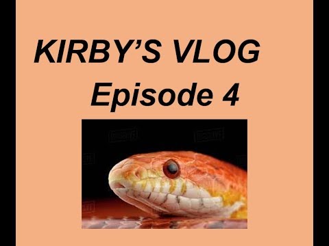 video phone beyonce mp3 Feeding Corn Snake Kirby's Vlog Episode 4