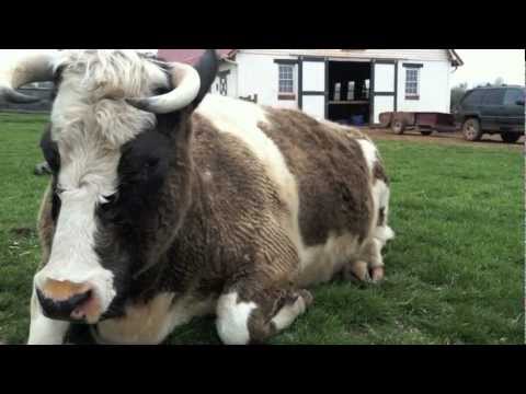 Poplar Spring Animal Sanctuary - Poolesville, MD