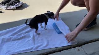 How to use an ice pack to keep your dog cool