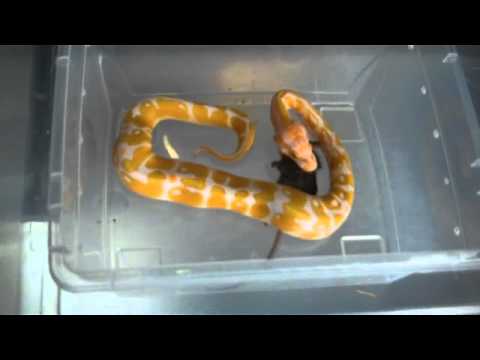spider monkey Albino BP Update