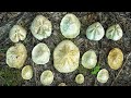 Thunderstorms, Rainbows, and Fossil Hunting! - 45 Million Year Old Sand Dollars and Sea Urchins!