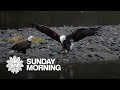 Nature: Eagles in Washington state