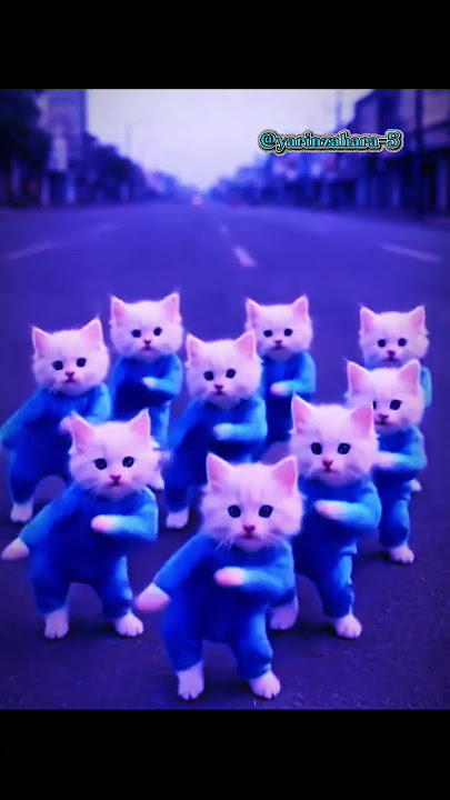 kucing lucu ini sedang joget DJ Tia Monika asli bikin ngakak 🤣🤣🤣