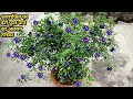 अपराजिता पर अधिक फूल पाने का तरीका/Aprajita/Clitoria terntea plant care tips/butterfly pea