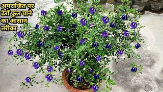 अपराजिता पर अधिक फूल पाने का तरीका/Aprajita/Clitoria terntea plant care tips/butterfly pea