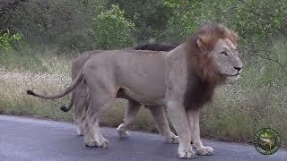 Amazing Kruger Wildlife Sightings #wildlife #animals #nature