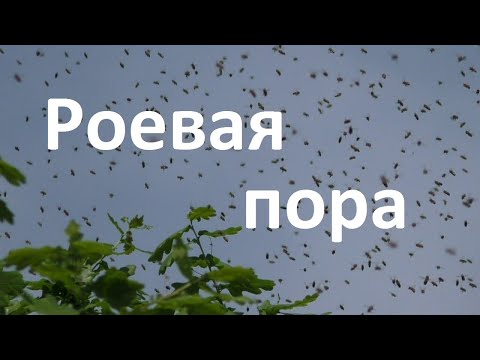 Что я делаю на пасеке в роевую пору