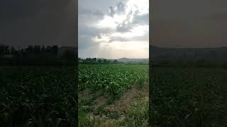 Corn Field 🌽 #maize #greenary #summer #corn #fields #village #kyrgyzstan 🇳🇵
