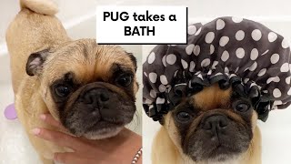 Pug takes a Bath  #ThortheTorontoPug