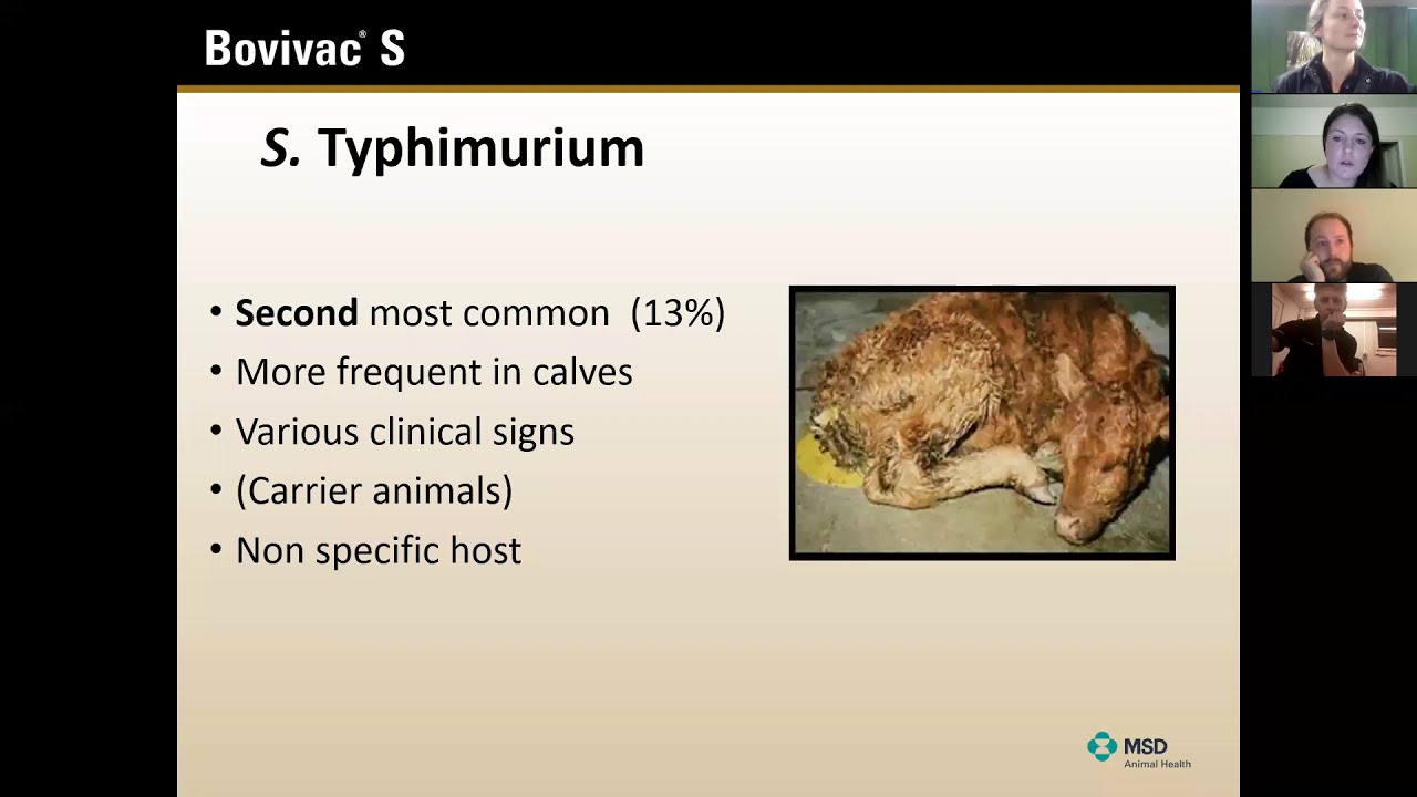 Salmonella in Cattle YouTube