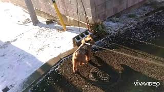 犬の服 犬服の店 ドッグウェア 犬服屋 犬の服屋さん おしゃれな犬の服 ペット服 チワワの服 トイプードルの服 ペット用品