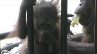 オランウータンの赤ちゃん離乳食