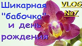 Орхидеи,узамба́рские фиалки,Самара🌺