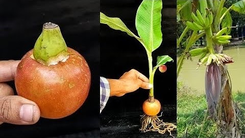 Unique Skills Growing Banana Trees From Seeds And Apple Tree From Fruit, How To Grow Bananas