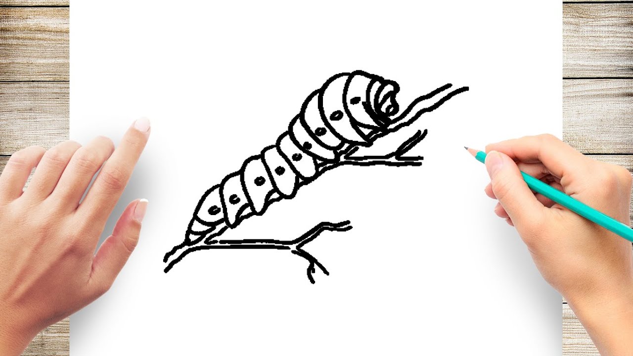 How To Draw Monarch Caterpillar Step By Step YouTube