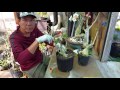 How to - Grafting Adenium Desert Rose Technique Part 1