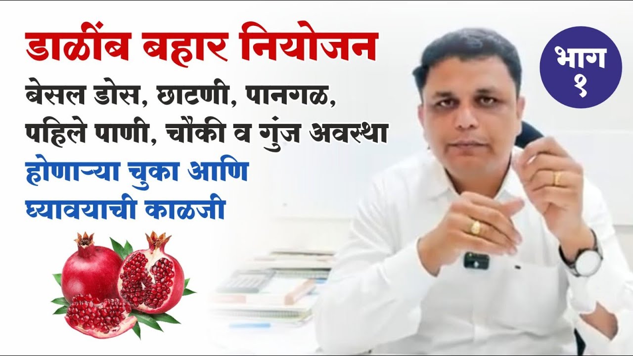 डाळींब बहार नियोजन, बेसल डोस ते कुंज अवस्था.. होणाऱ्या चुका आणि घ्यावयाची काळजी