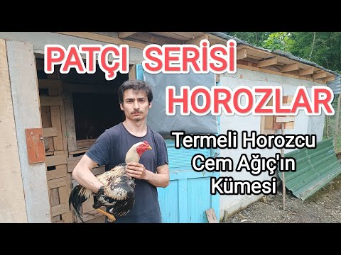 Patçı Serisi Horozlar. Termeli Horozcu Cem Ağıç'ın Kümesi