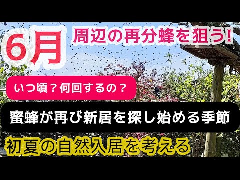 5月末からは再び活発な分蜂時期。初夏の自然入居に導く為に。諦めず