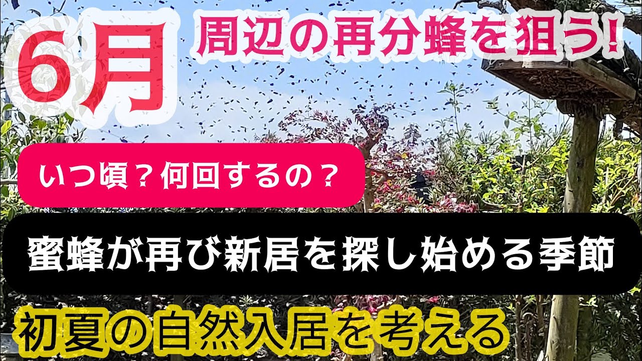 5月末からは再び活発な分蜂時期。初夏の自然入居に導く為に。諦めず