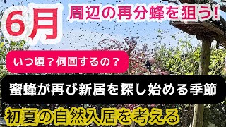 5月末からは再び活発な分蜂時期。初夏の自然入居に導く為に。諦めず