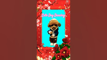 Chó nhảy làng lá đón Tết 😍 Happy New Year 2025 😍 #cute #cat #dog #love #dance #newyear #shorts ♥️♥️