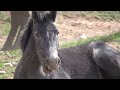 Moonshadow (wild mare) gets Alerted from Her Nap - Mark Storto Nature Clips