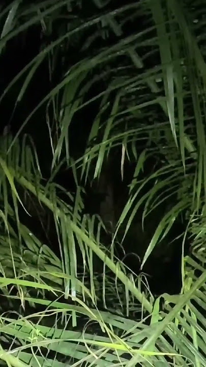 Kuntilanak viral di pohon sawit #trending #horror #hilangmisterius #hantu #kuntilanak