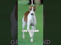 Top 3 Dogs That Sprint Like Leopards