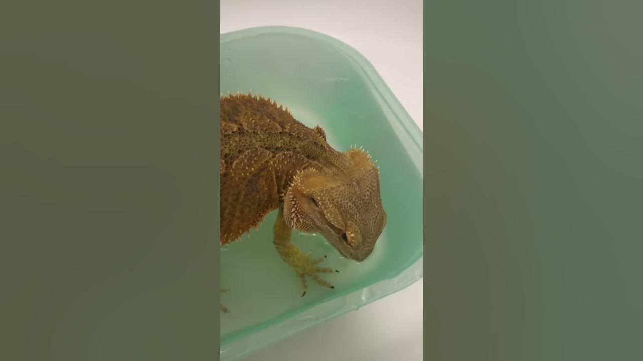 フトアゴヒゲトカゲ 温浴中に水を飲む - Maxres2