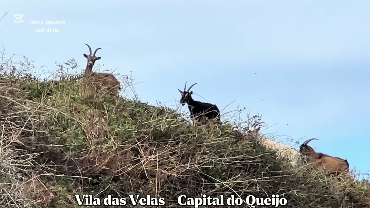 Vila das Velas - Capital do Queijo 11/01/26