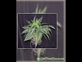 23 inch Artificial PVC Mountain Fern for Indoor and Outdoor