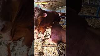 Limuzin Poroda Buqalar Bu Zot Xech Qanday Garmonlarsiz Semiradi Ekan