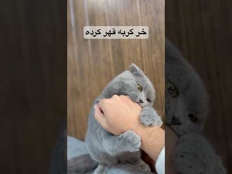 جاشو عوض کردم قهر کرد باهام     گربه  