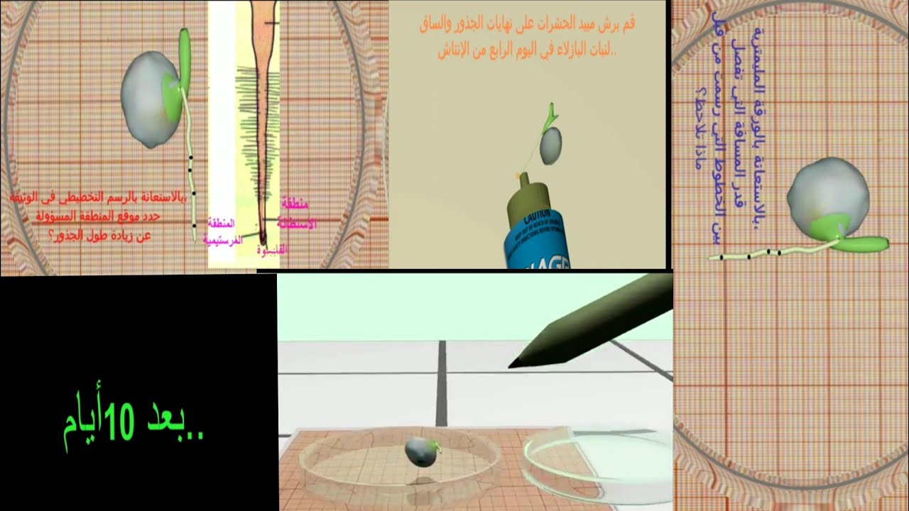 فيديو مبسط يوضح 3تجارب من الكتاب المدرسي حول مناطق النمو عند النبات🌱سنة 1 ج م ع تك