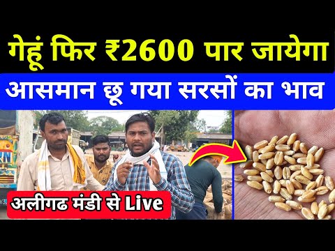 गह क भव म तज क महल आज क सरस क भव wheat rate today in up aligarh mandi bhav