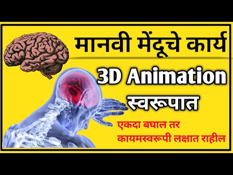 मानवी मेंदू आणि मेंदूचे कार्य || 3D animation स्वरूपात |||