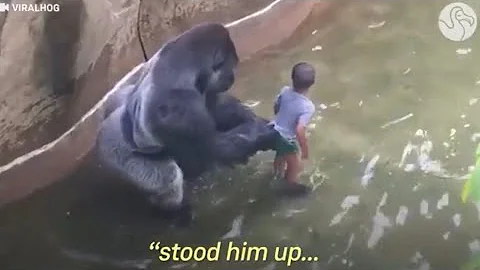 Experts Weigh In On Harambe’s Last Moments