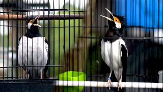Download lagu JALAK SUREN GACOR INI YANG TEPAT UNTUK PANCINGAN JALAK SUREN SUPAYA GACOR