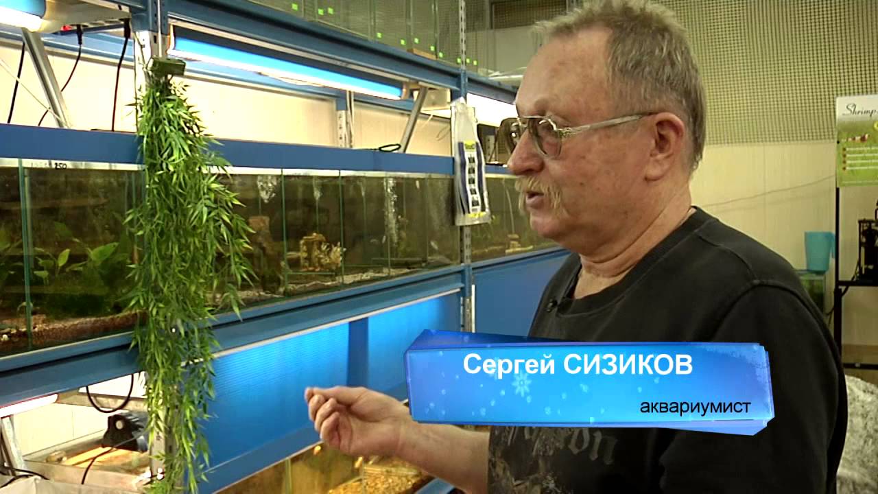 Как выбрать аквариум?