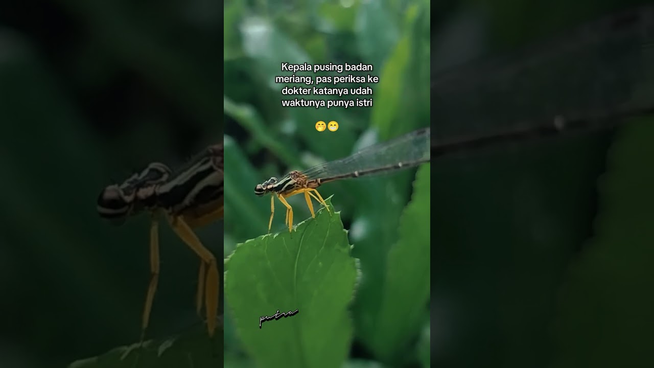 2. "Tiny helicopter reporting for duty!" 