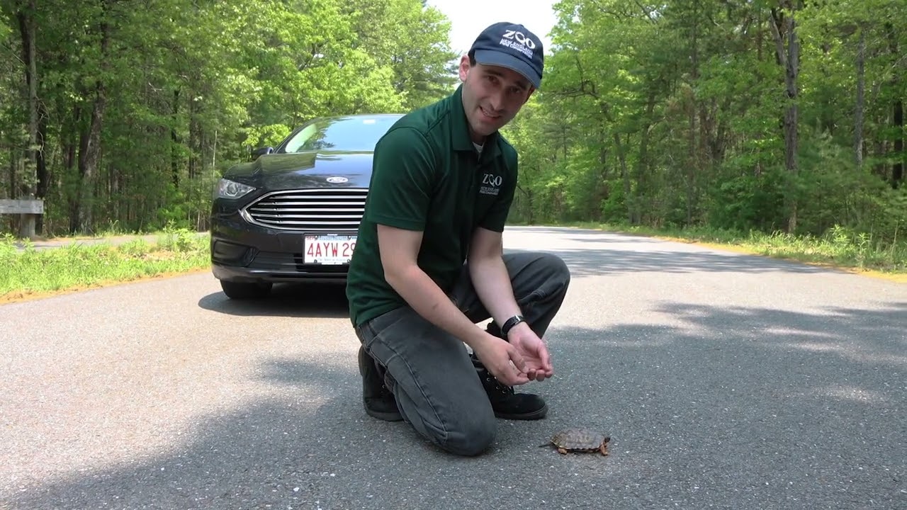 How to help a turtle cross the road