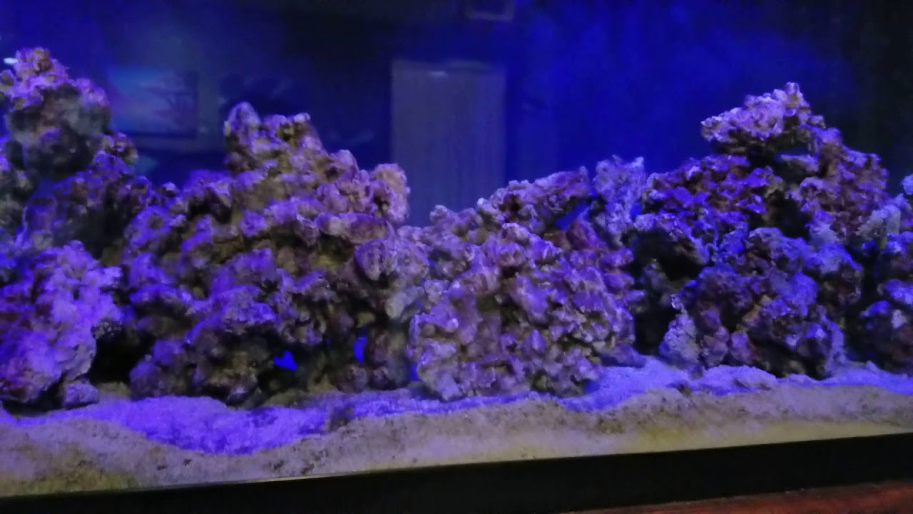 100g saltwater tank, 24 hours after hydrogen peroxide cleaning. Green