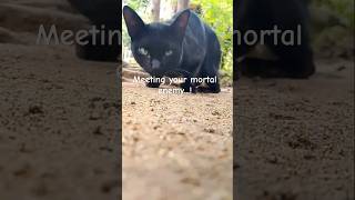 Meeting your mortal enemy...! What happened...?#cats #fighting #animals