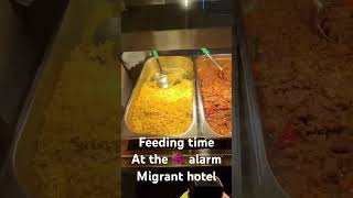 Feeding Time At The Migrant Hotel