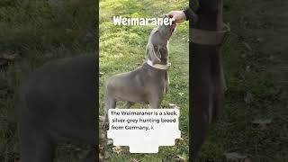 Weimaraner Dog breed  #weimaraner #doglover #dogbreeds #dog