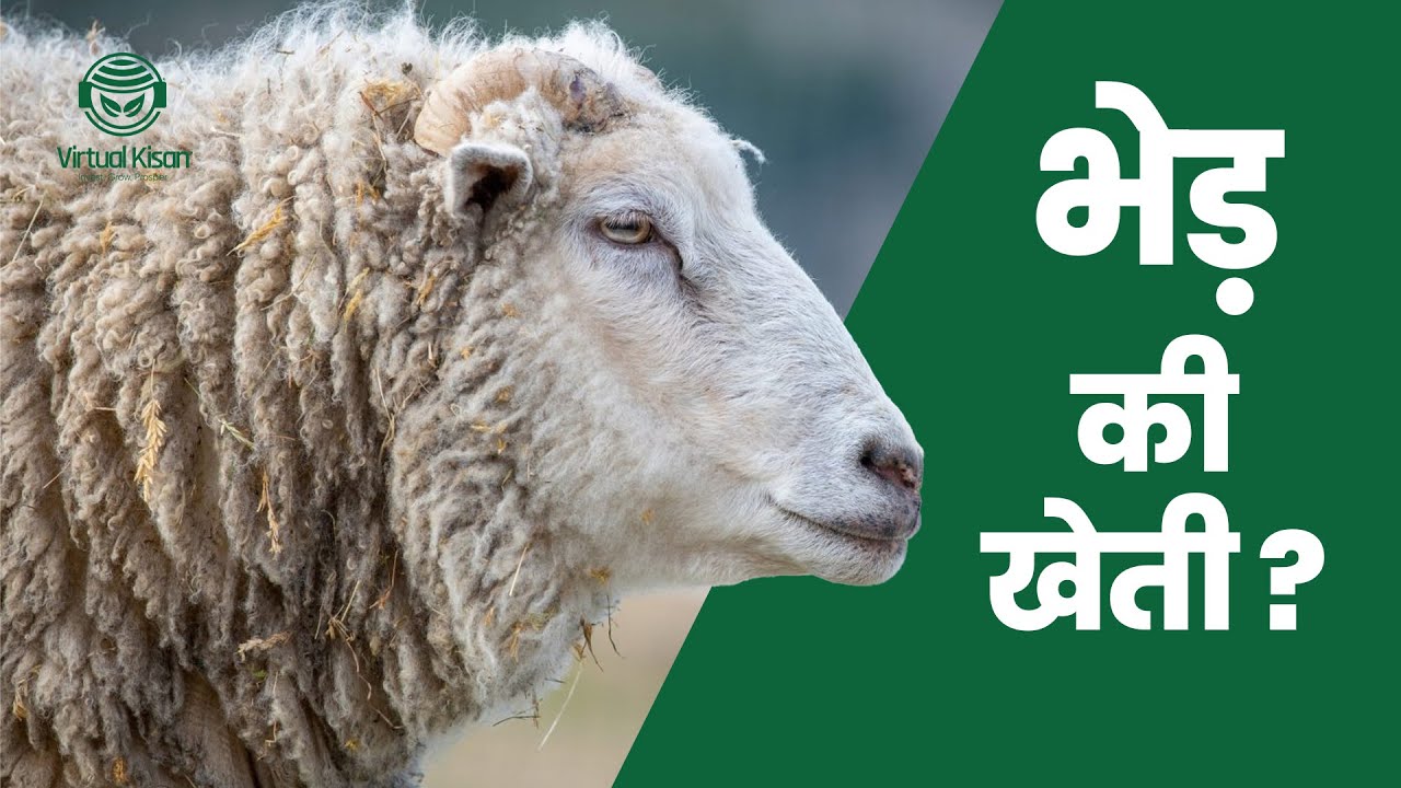 how wool is made from sheep | Amazing Sheep Factory | Wool Harvesting | Virtual Kisan